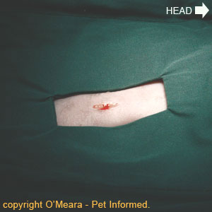The first incision is being made during the cat spaying procedure. In dog spaying surgery, this first incision would be longer and located further forwards (more towards the animal's head) on the abdominal midline.