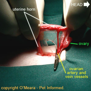 Feline spaying procedure picture - the ovarian pedicle (a term for the blood vessels supplying the ovary) is clamped off using hemostats.