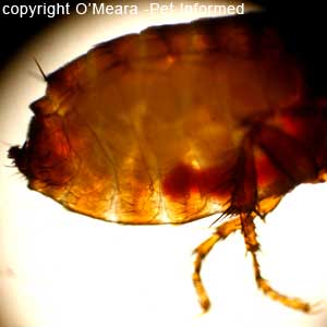 Flea pictures - this is an image of an adult flea's abdomen.