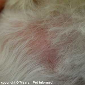 A patch of fur-loss (the fur was ripped out by the dog's teeth), skin inflammation and skin trauma associated with severe flea allergy.