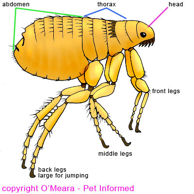 Flea anatomy diagram - this is what the flea basically looks like.