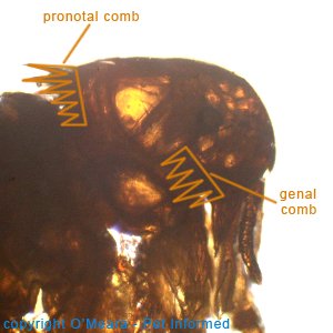 Flea pictures - Spilopsyllus - the rabbit flea.