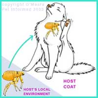 Flea Life Cycle 7 - The adult male and female fleas jump onto the host animal to feed, mate and lay eggs.