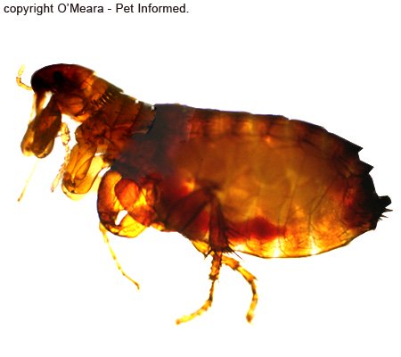 Flea life cycle pictures - an adult cat flea.