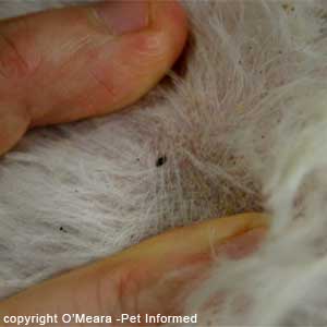 Dog fleas pictures - This is a picture of a flea in the coat of a dog with flea allergy dermatitis.