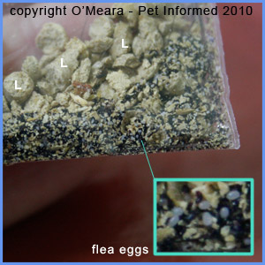 This is a picture of flea eggs as they appear in real life.