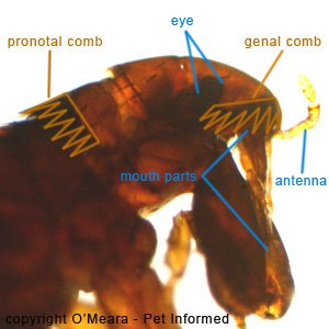 Fleas pictures - This is the head of the cat and dog flea, Ctenocephalides. The parts of the flea's head have been labeled.