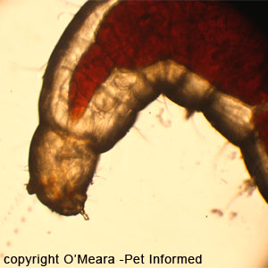 This is the head of a larval flea.