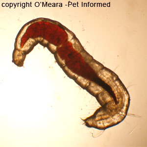 Flea pictures - this is an image of flea larvae, taken through the microscope. Larval fleas look like small, white grubs that have a dark stomach or core, full of blood. 