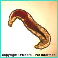 A flea larva - part of the fleas life cycle that takes place in the pet's environment.