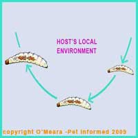 Flea Life Cycle 4 - The first stage flea larvae develop and grow and undergo two molts to become final stage flea larvae.