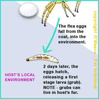 Flea Life Cycle 3 - The flea egg hatches, releasing a first stage (stage 1) flea larva.