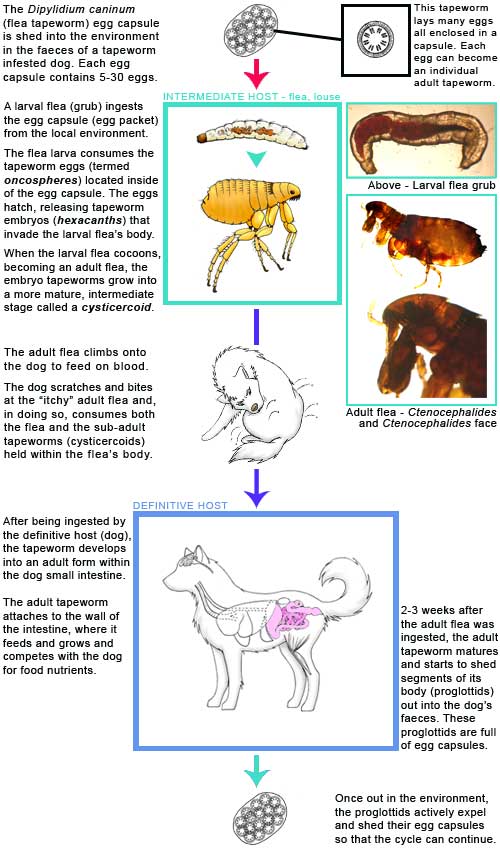 The flea tapeworm life cycle diagram.