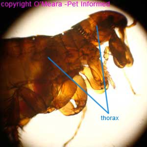 Flea pictures - the adult flea thorax.