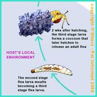 Flea Life Cycle 5 - The final stage flea larva spins a cocoon and becomes a pupa.