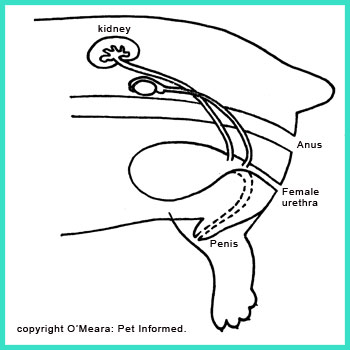 This is the internal diagrammatical anatomy of a kitten or puppy fetus once the testicles, kidneys and urinary structures have developed.