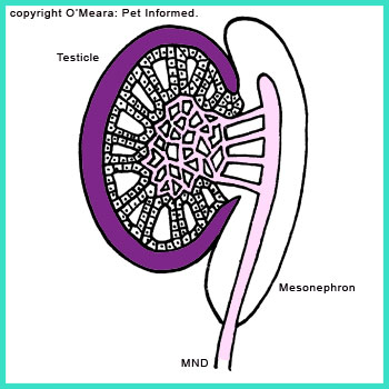 The mature testis. The cords of testicular cells have organised themselves into complex glandular structures capable of producing spermatozoa (sperm) and hormones.