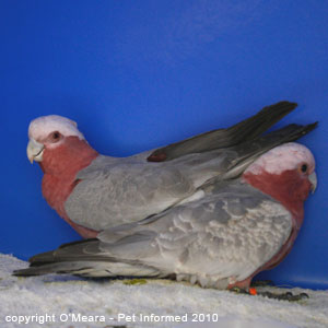 Bird sexing images - a male and a female galah.