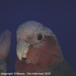 Bird sexing images - a male galah has a brown iris.