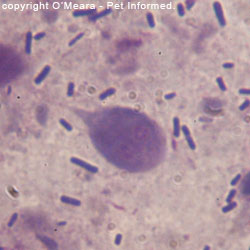 This is a close-up image of Giardia lamblia taken from a rectal swab of a kitten with watery, blood-flecked diarrhea.