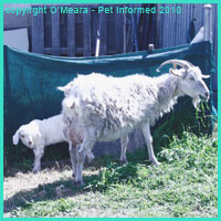 Goats can be an intermediate host for certain Taenia species.