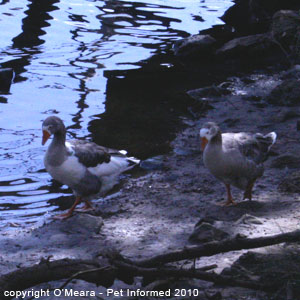 Bird sexing - male geese have a penis-like organ.