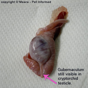 This is a small, undescended testicle (dog testicle) that was removed at surgery. You can clearly see the gubernacular band of this undescended testis.
