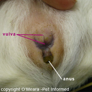 Sexing guinea pigs picture - These are the genitals of a female guinea pig. The vulva is a vertical slit.