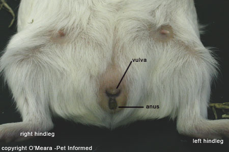 Sexing guinea pigs - the female guinea pig's genitalia.