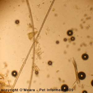 Fecal flotation parasite picture - hairs.