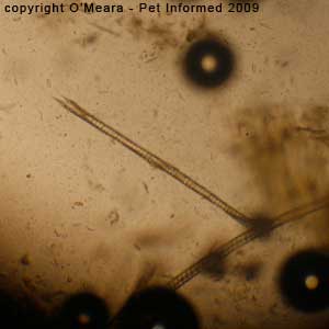 Fecal float parasite pictures - hairs.