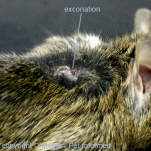 Mouse lice pictures - This lice-infested mouse had literally torn the fur from its body (notice the bald spots) and had scratched its skin to the point of bleeding, leaving behind big sores and scabs on the skin. 