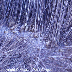 Horse lice photos - the nymph and adult lice stages (different sizes) are positioned against the horse's skin, head down and bottom up, chewing on the dander. Further up the hairs, small lice nits or eggs (which look like white grains of rice) can also be seen.  