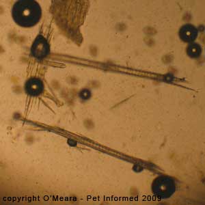 Faecal float parasite pictures - hairs and fur.