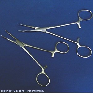 Blood vessel clamps or hemostats or artery forceps used for testicular artery occlusion in feline neutering.