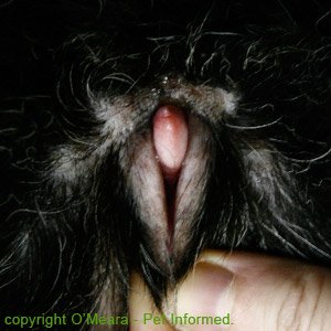 The vulva of a hermaphrodite dog (hermaphrodism).
