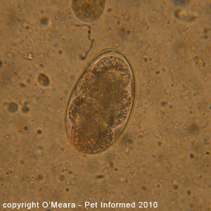 Dog hookworm parasite seen on a fecal floatation test.
