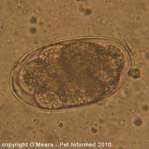 An enlarged image of a dog hookworm egg (Ancylostoma) as seen during a fecal float.