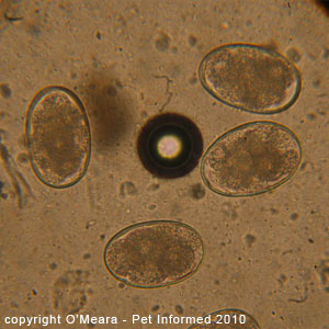 A fecal flotation picture of dog hookworm eggs - Ancylostoma caninum.