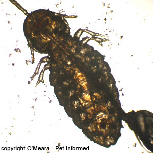 Lice pics - This is a photograph of the horse biting louse. The abdomen of the louse is the large rear section, behind the thorax and legs.