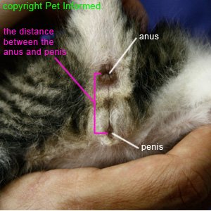Male kitten sexing - image of male kitten genitalia.