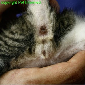 Genitals and anus of 3-week-old male kitten.