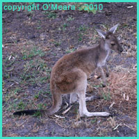 Kangaroos are an intermediate carrier of hydatid cysts and unilocular hydatid disease in Australia.