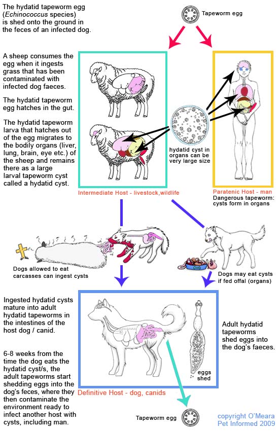 The hydatid tapeworm life cycle diagram.