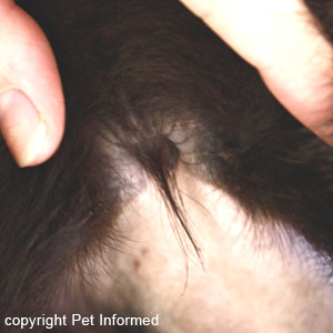 A very tiny, hypoplastic vulva in an overweight labrador puppy. The vulval opening is being swallowed up by a ring/roll of surrounding fat. Early age desexing may result in the vulva remaining small and prone to urine scald, vulval dermatitis and urinary tract infections.
