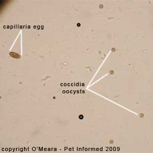 Fecal float parasite pictures - a faecal float on a bird showing coccidian oocysts and Capillaria eggs.