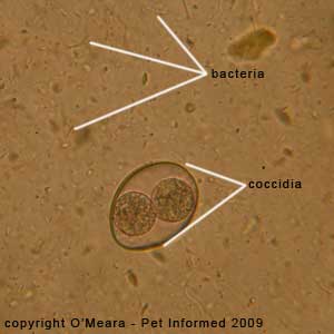 Fecal float parasite pictures - canine coccidia picture.