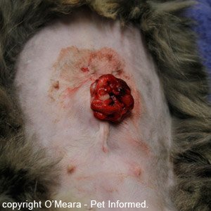 This is a cat spay site that has eviscerated after the cat pulled its stitches out - the intestines have come out through the broken-down spay wound.