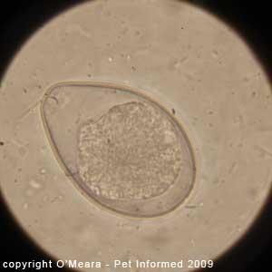 Fecal float parasite pictures - feline coccidia.