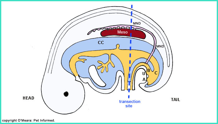 The early embryonic testicles start to form at the same time as the mesonephron is acting as a kidney waste elimination organ for the embryo.